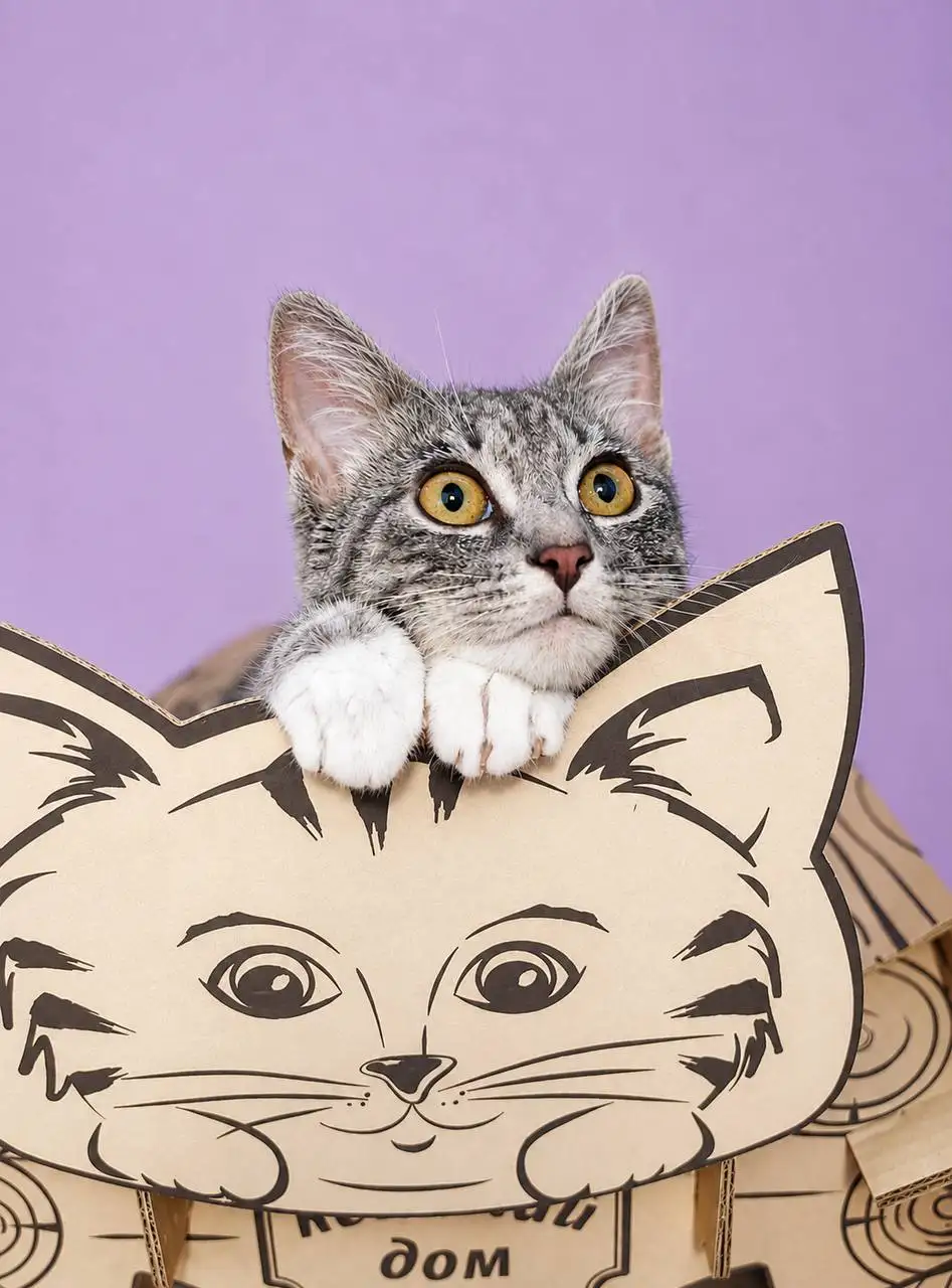 Кошечка Киви ищет дом - Кошки (Животные) в Москва