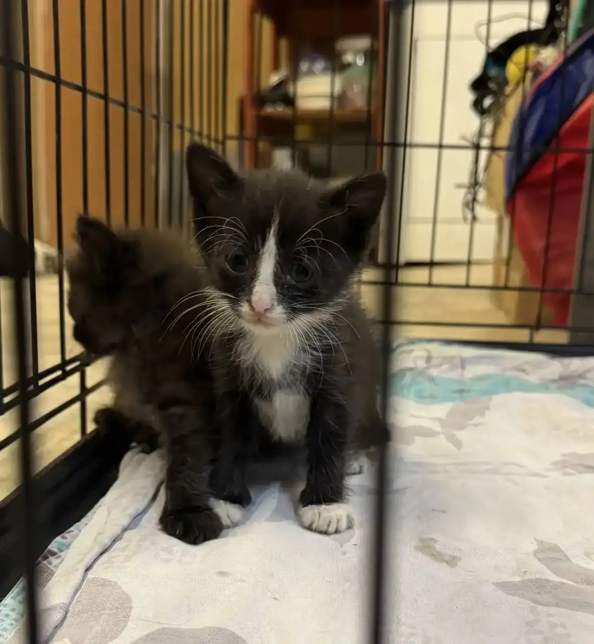 Бесплатно отдам котят в добрые руки - Кошки (Животные) в Красногорск