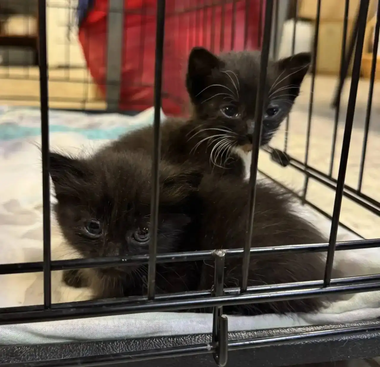 Бесплатно отдам котят в добрые руки - Кошки (Животные) в Красногорск