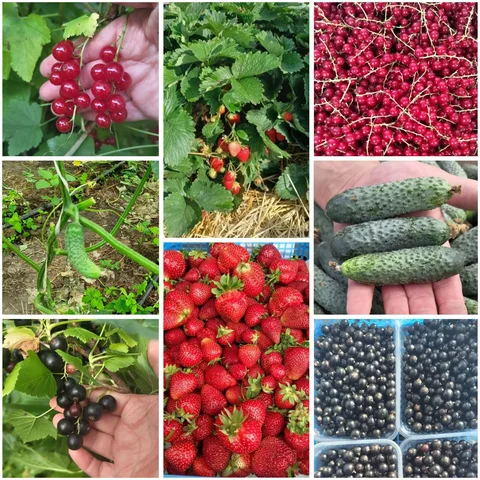 Свежие продукты со своего подворья - частное объявление в п. Кокошкино