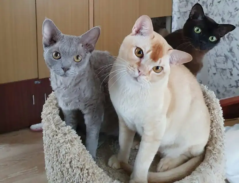 Кот Устин породы Бурма отдается бесплатно - Кошки (Животные) в Пушкино