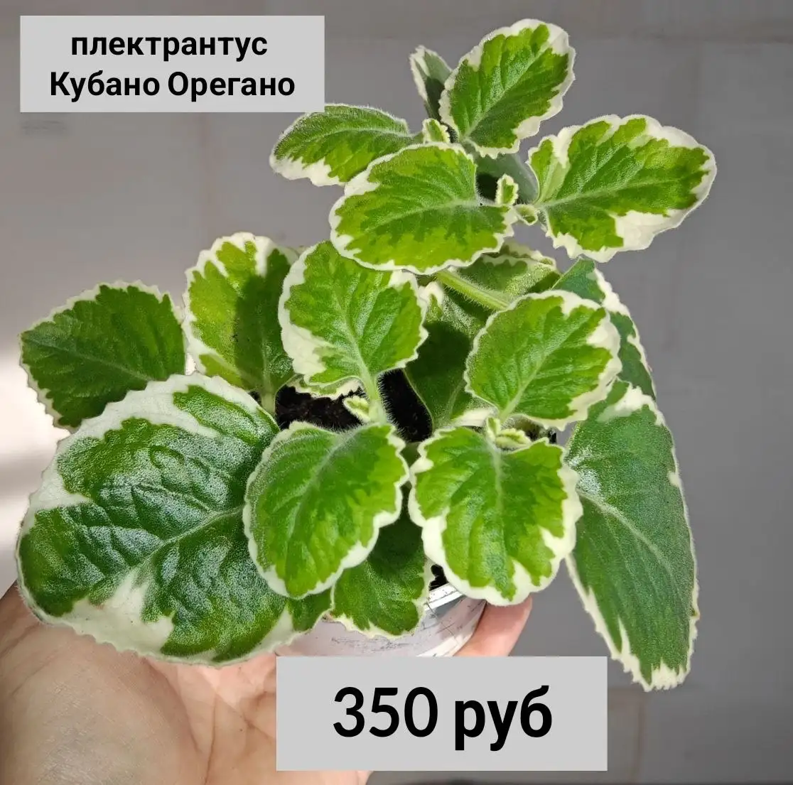 Продам комнатные растения - Растения (Хобби и отдых) в Москва
