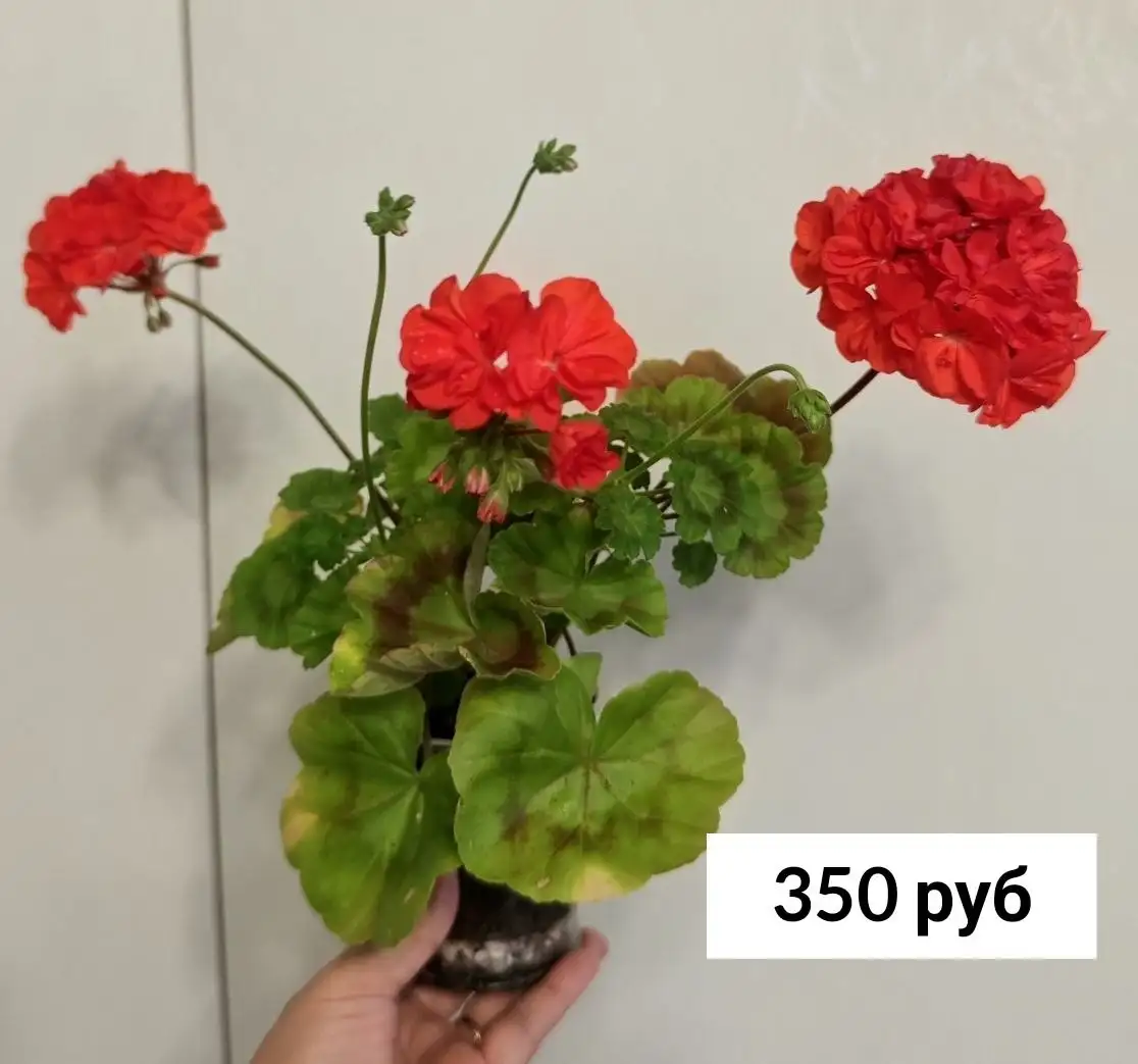 Продам комнатные растения - Растения (Хобби и отдых) в Москва