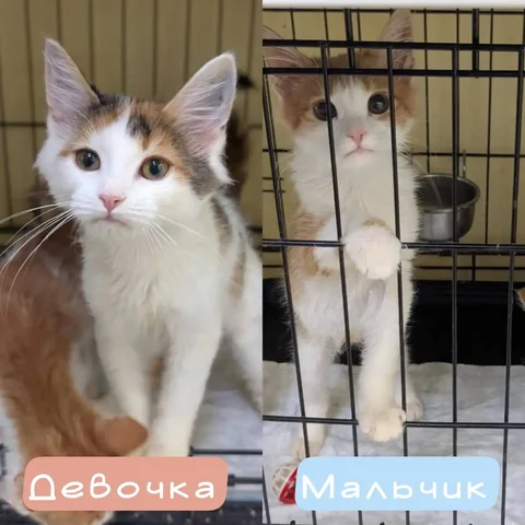 Ищут дом котята - частное объявление в Балашиха
