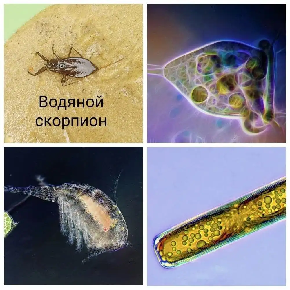 Экскурсии с микроскопами для детей - Детские развлечения (Услуги) в Москва