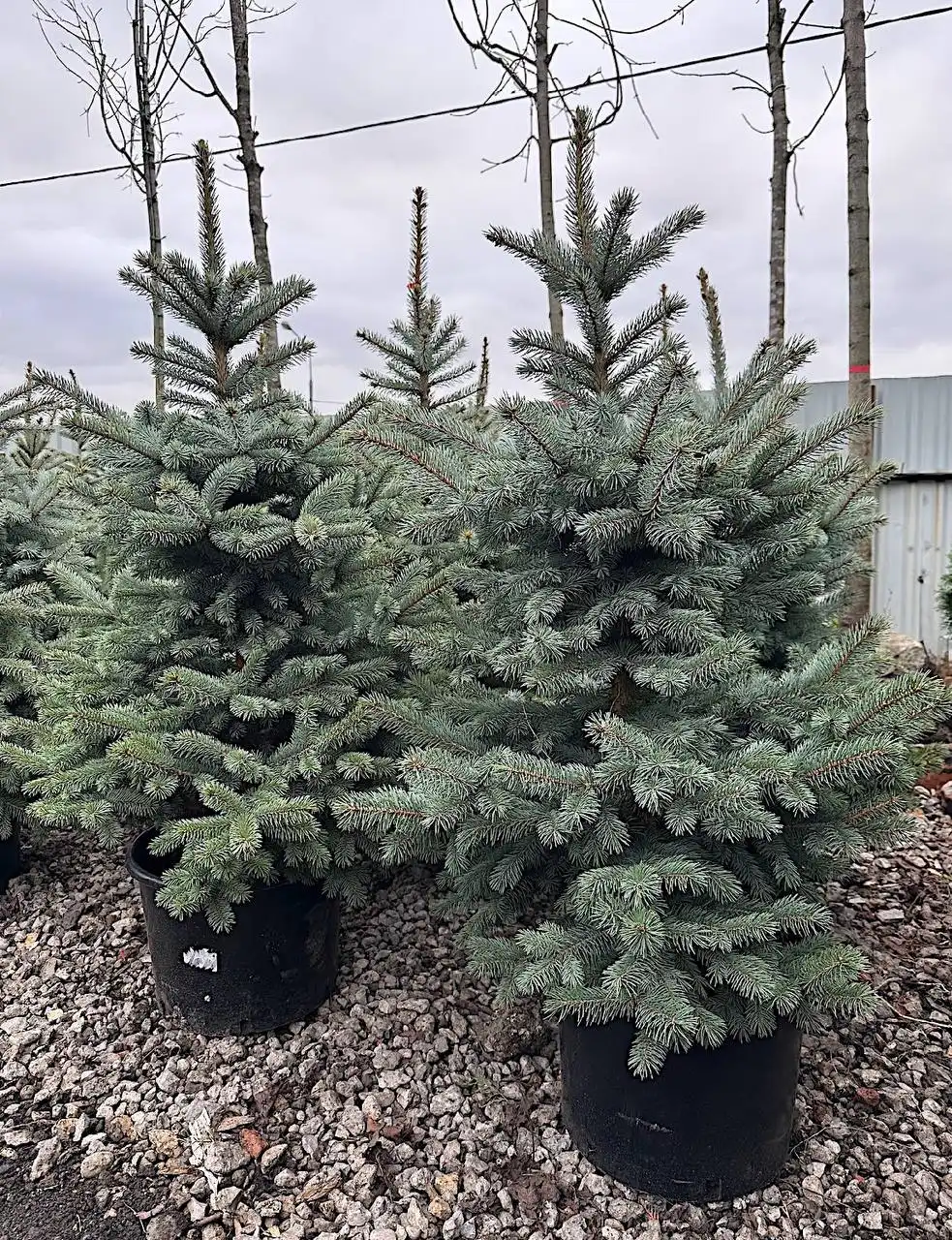 Новогодние деревья от компании Миросад