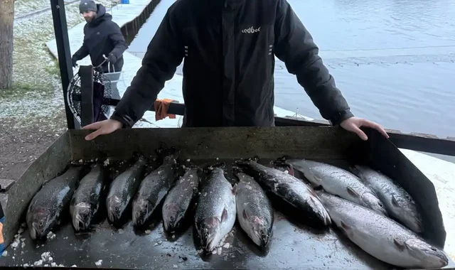 Продажа свежей форели с рыбалки - Хобби и отдых в Москва