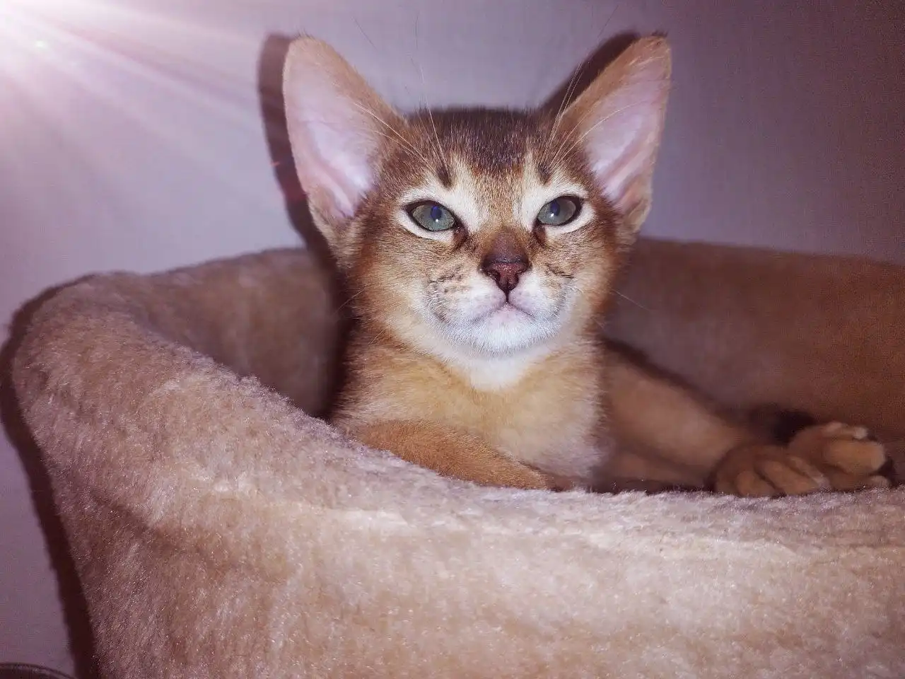 Абиссинские котята с документами и прививками