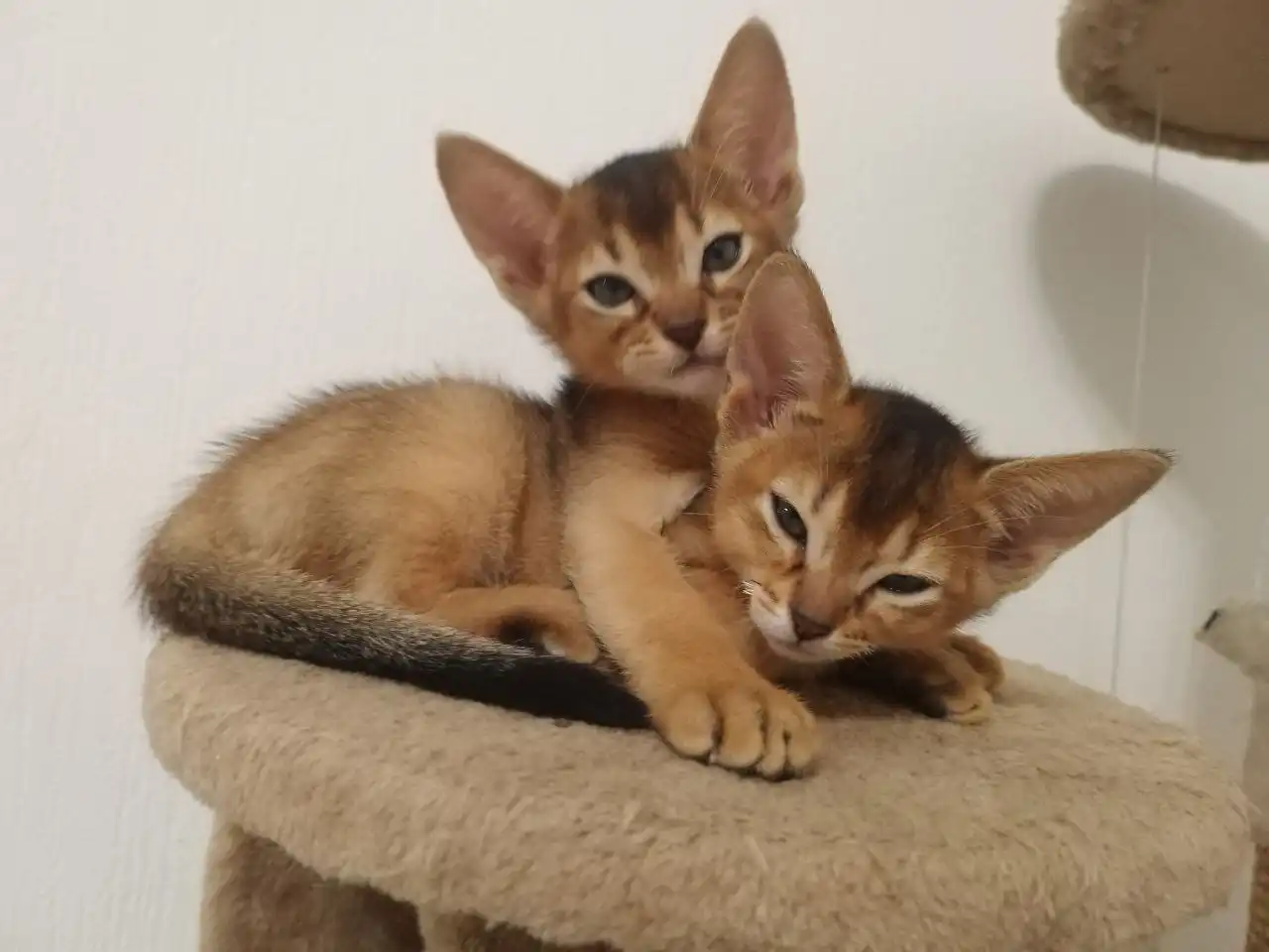 Абиссинские котята с документами