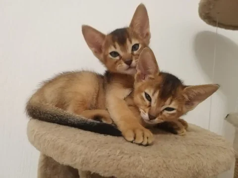 Абиссинские котята с документами - частное объявление в Москва