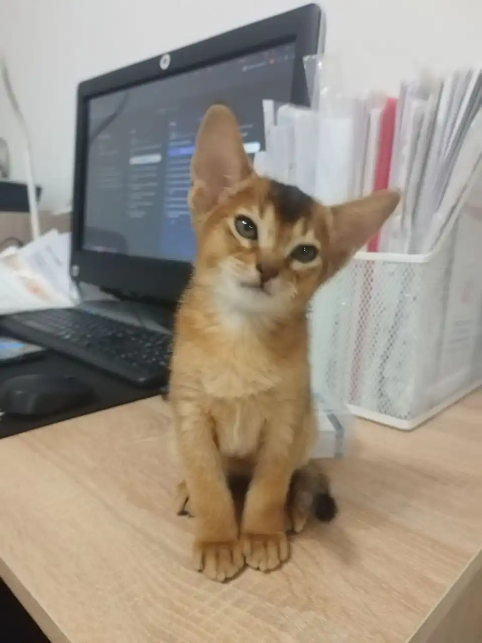 Абиссинские котята с документами