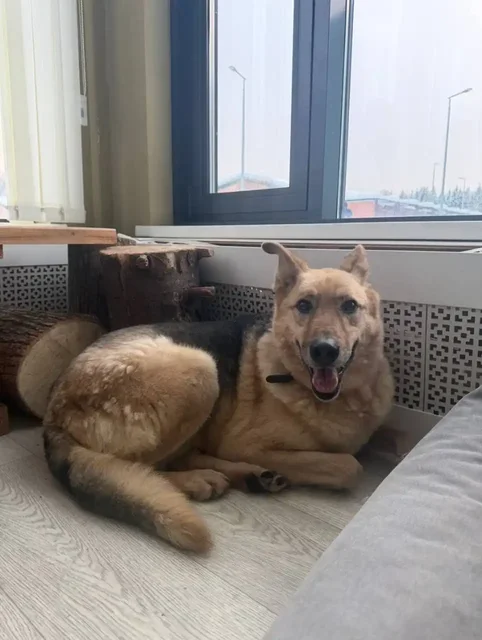 Пёс Аргоша ищет дом - Животные в Москва