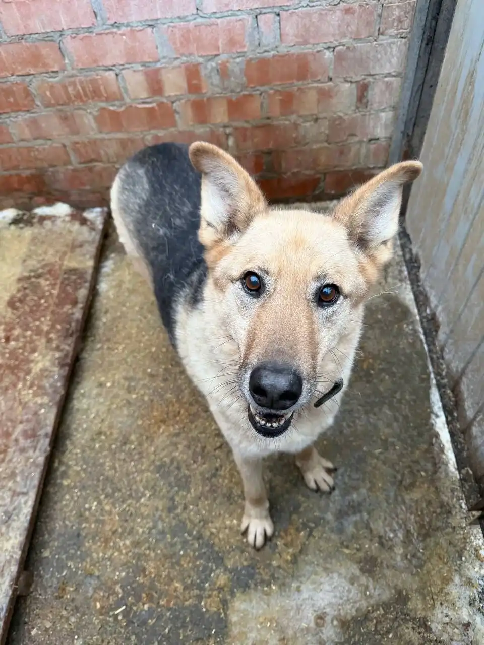 Пёс Аргоша ищет дом