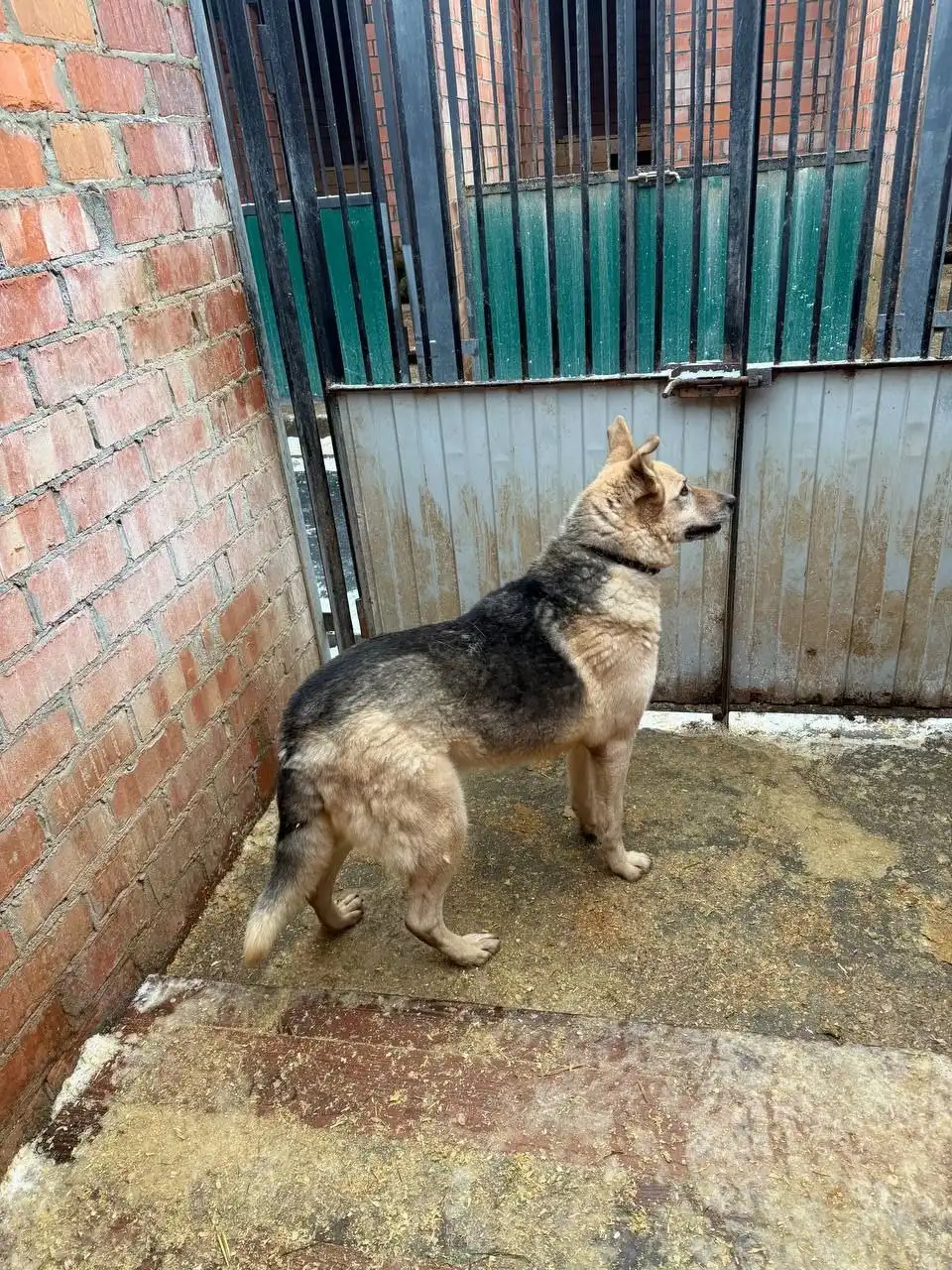 Пёс Аргоша ищет дом