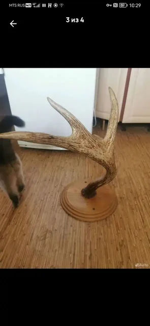 Продажа рога лося - Разное в Москва