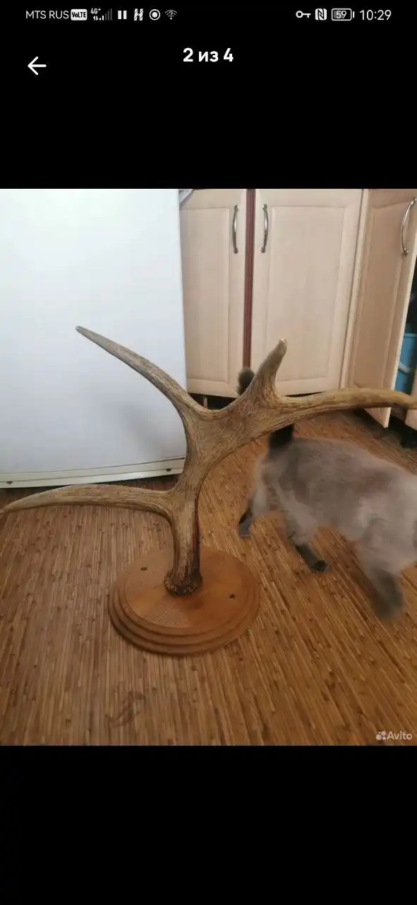 Продажа рога лося