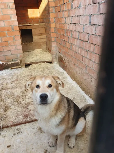 Пристраивается щенок 9 месяцев - Собаки в Москва