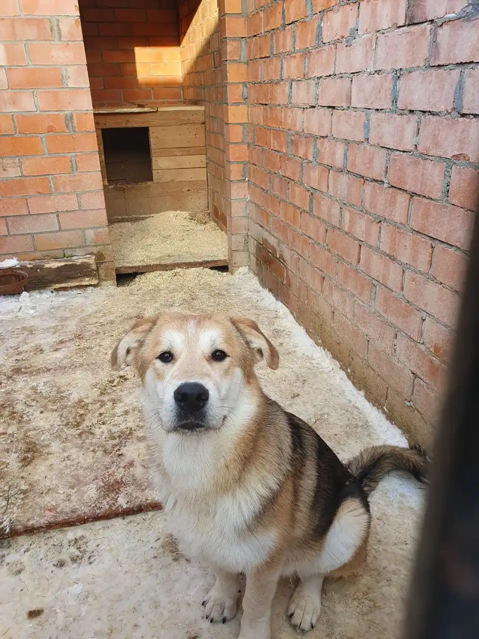 Пристраивается щенок 9 месяцев - Собаки (Животные) в Москва