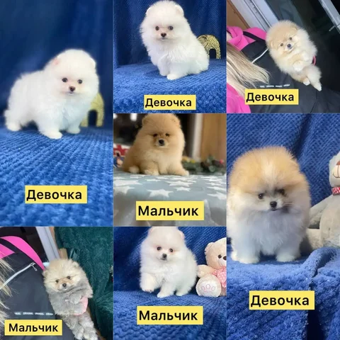 Померанские шпицы мини и стандарт в медвежьем типе - Собаки в Мариуполь