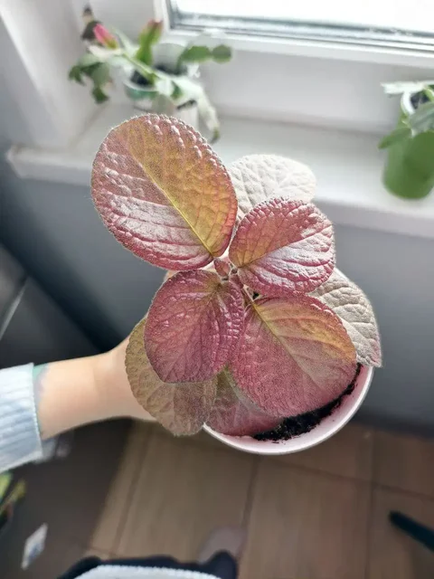 Продажа комнатных растений: эписция, фиалки, декабристы, сенполии и другие - Музыкальные инструменты в Москва