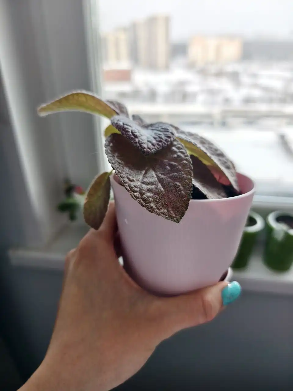 Продажа комнатных растений: эписция, фиалки, декабристы, сенполии и другие - Растения (Хобби и отдых) в Москва