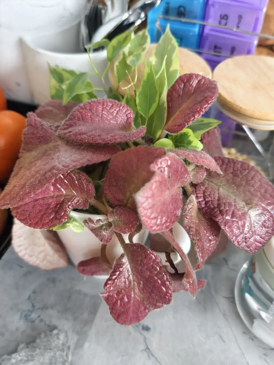 Продажа комнатных растений: эписция, фиалки, декабристы, сенполии и другие - Растения (Хобби и отдых) в Москва