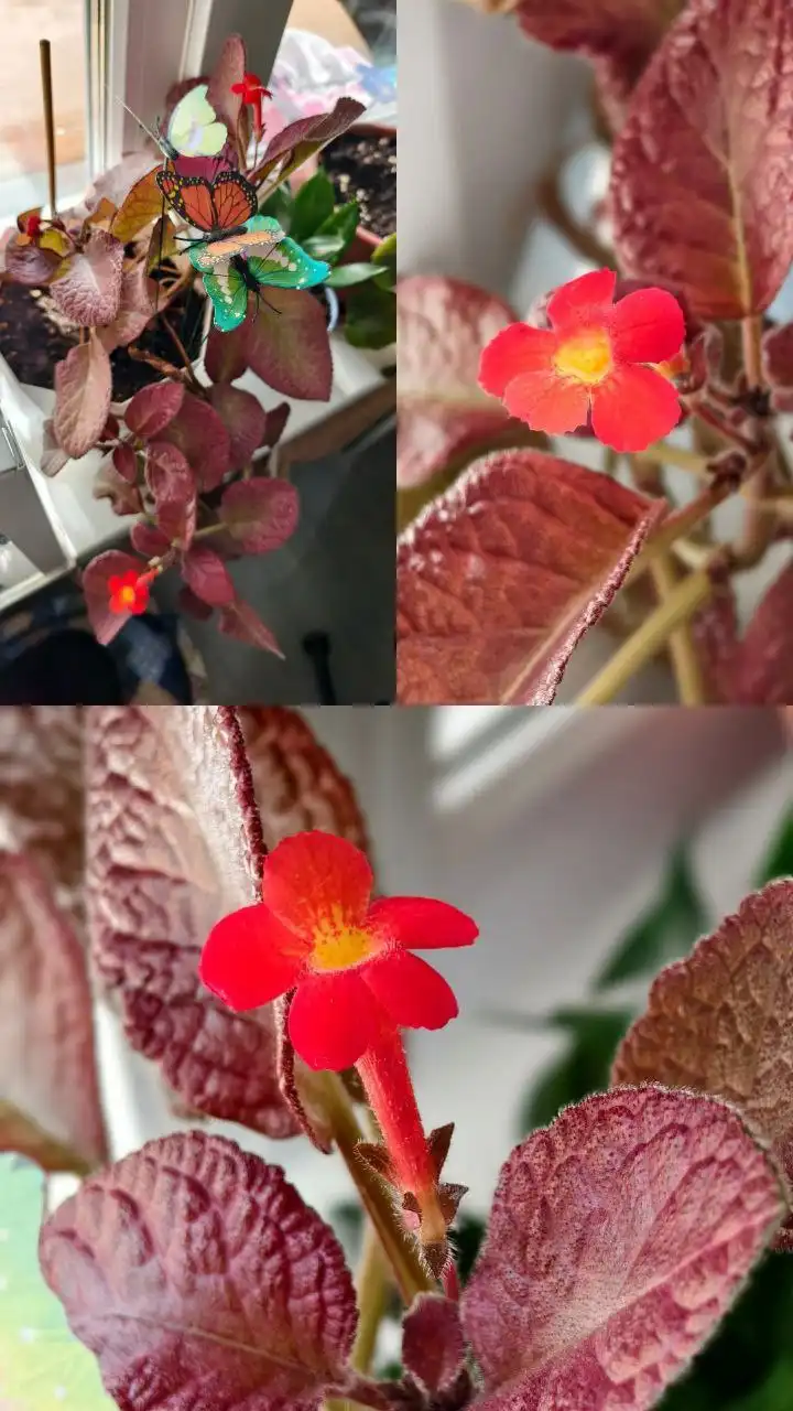 Продажа комнатных растений: эписция, фиалки, декабристы, сенполии и другие - Растения (Хобби и отдых) в Москва