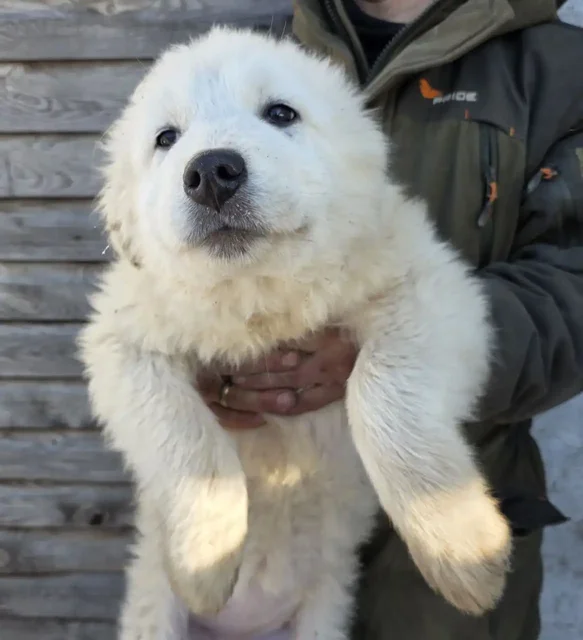 Продаются щенки мареммо-абруццкой овчарки - частное объявление в Бердянск
