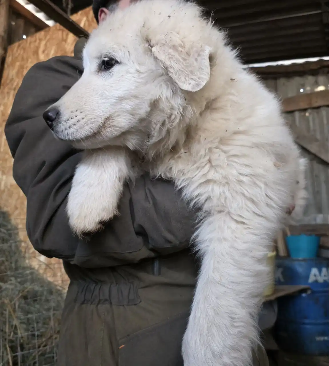 Продаются щенки мареммо-абруццкой овчарки - Собаки (Животные) в Бердянск
