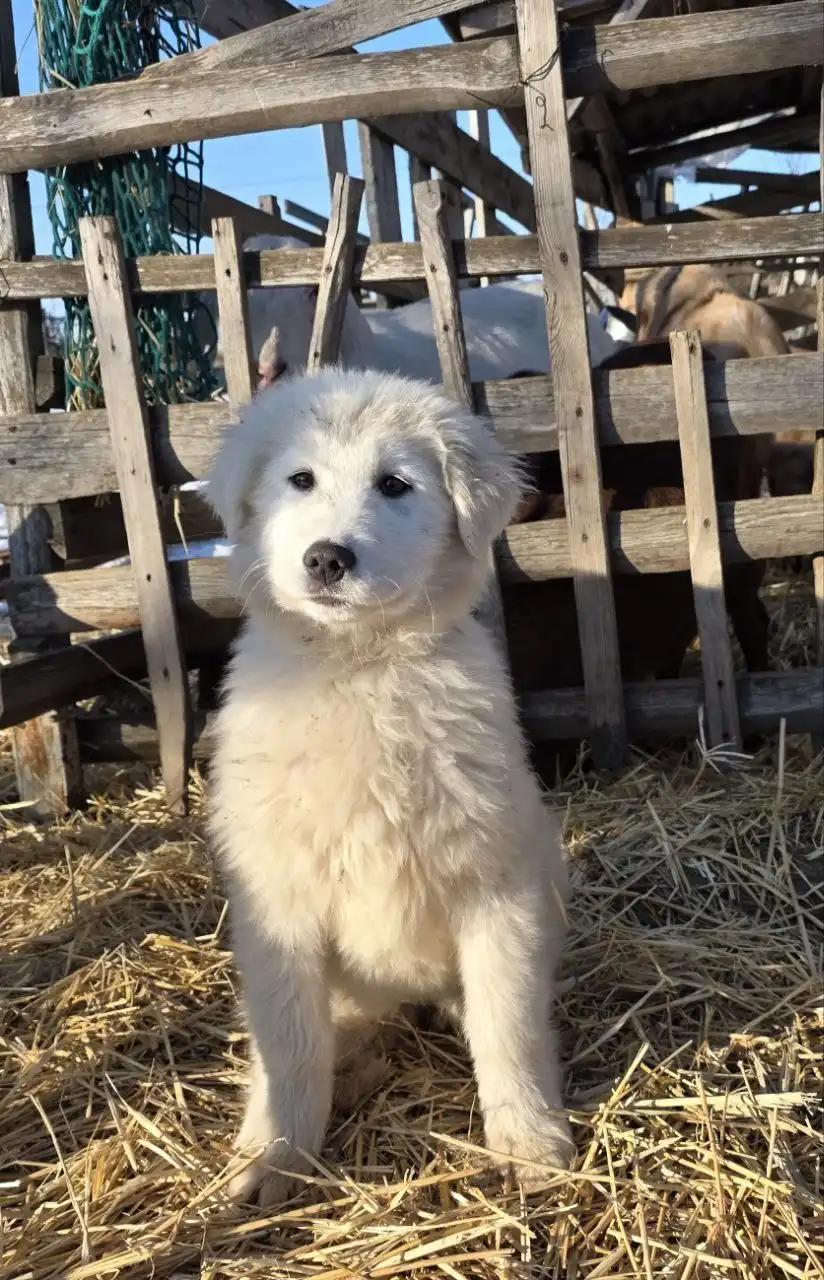 Продаются щенки мареммо-абруццкой овчарки - Собаки (Животные) в Бердянск