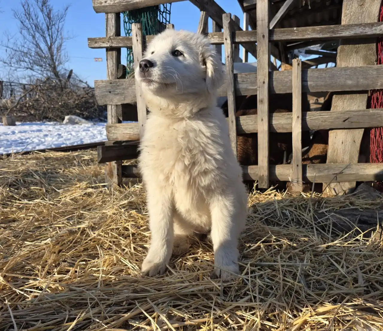 Продаются щенки мареммо-абруццкой овчарки - Собаки (Животные) в Бердянск