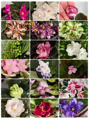 Продажа комнатных растений и цветов - Хобби и отдых в Москва