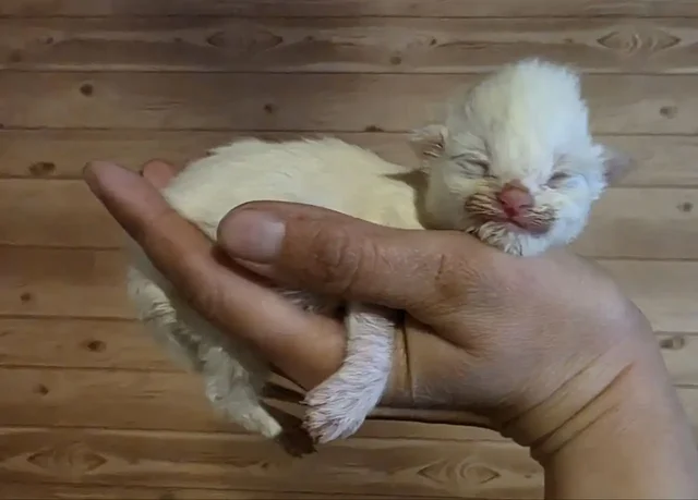 Котята породы мейн-кун - Птицы в Москва