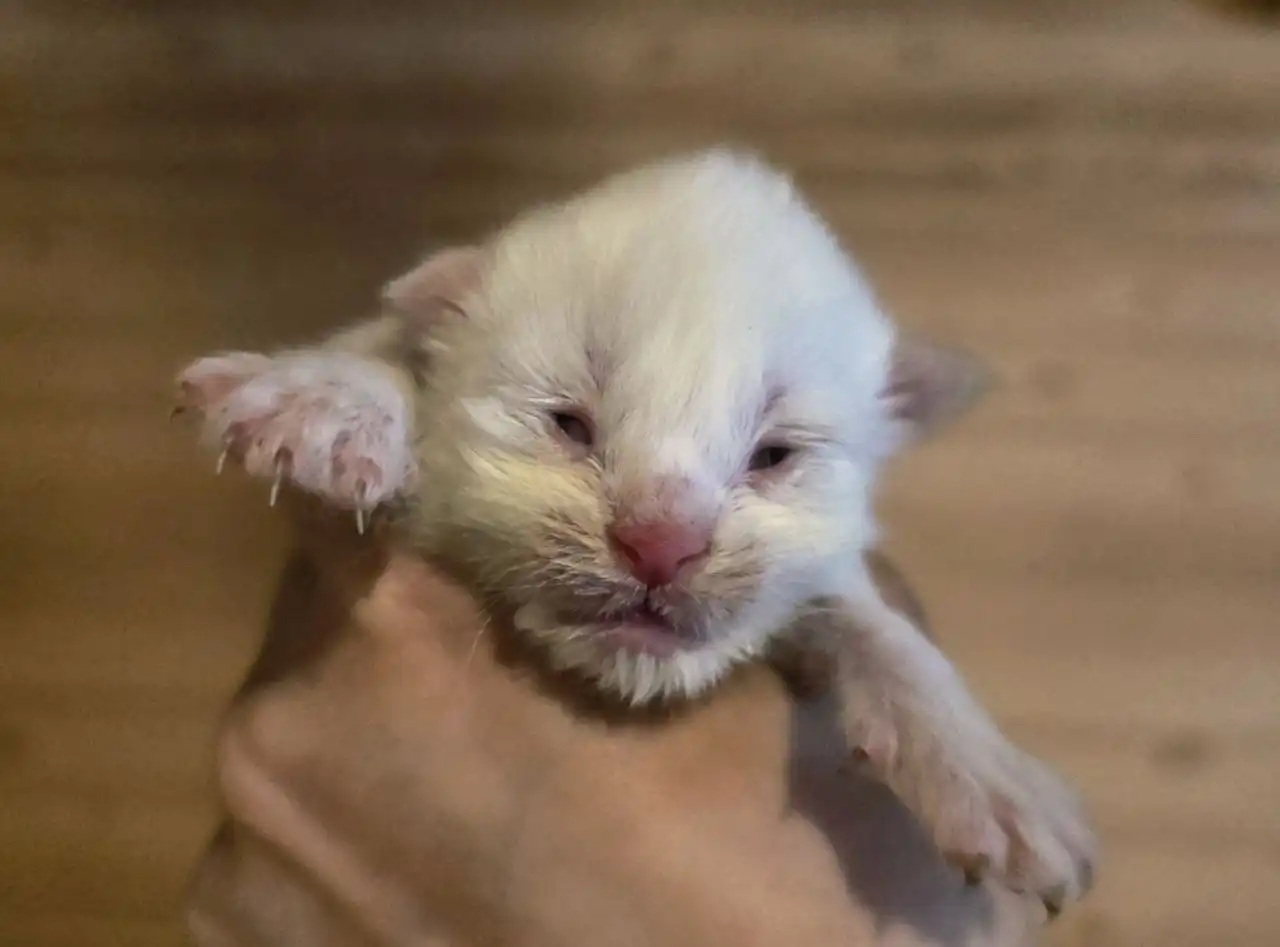 Котята породы мейн-кун - Кошки (Животные) в Москва