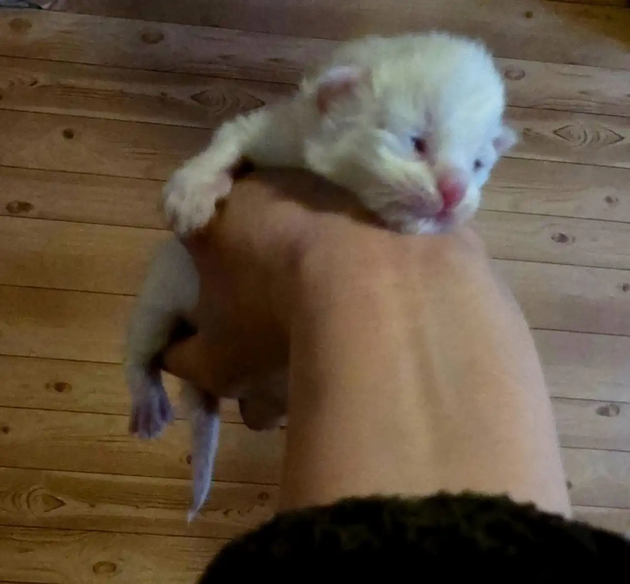 Котята породы мейн-кун - Кошки (Животные) в Москва