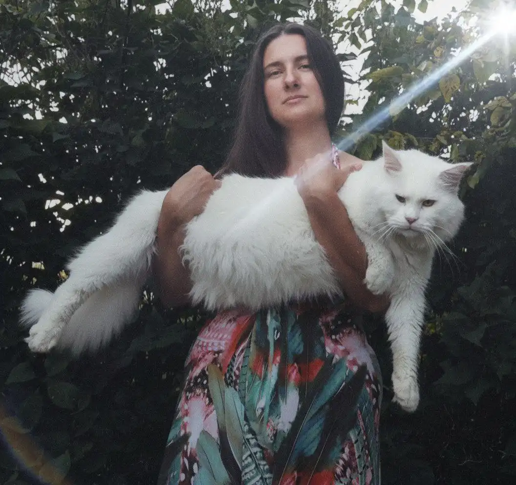 Котята породы мейн-кун - Кошки (Животные) в Москва