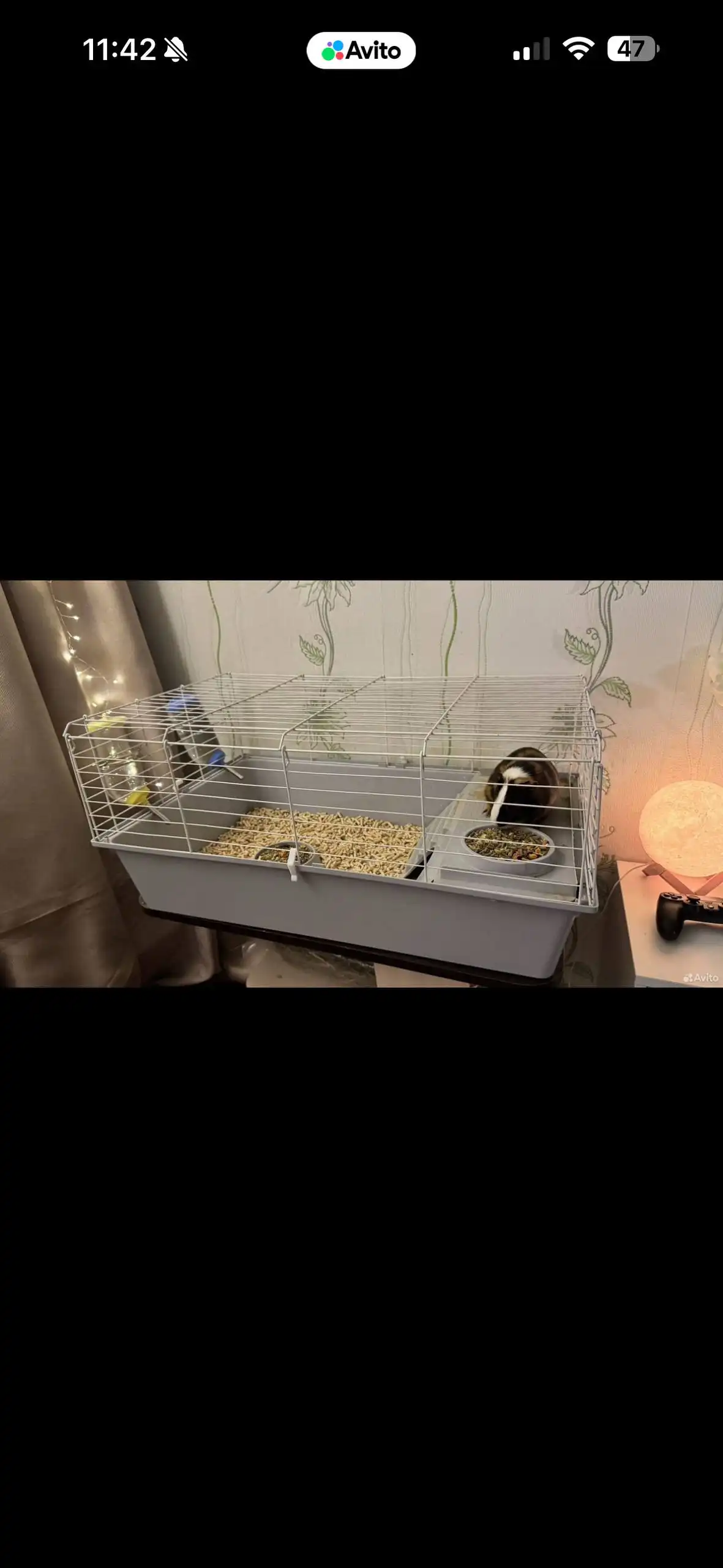 Продажа морских свинок - Морские свинки (Животные) в Москва