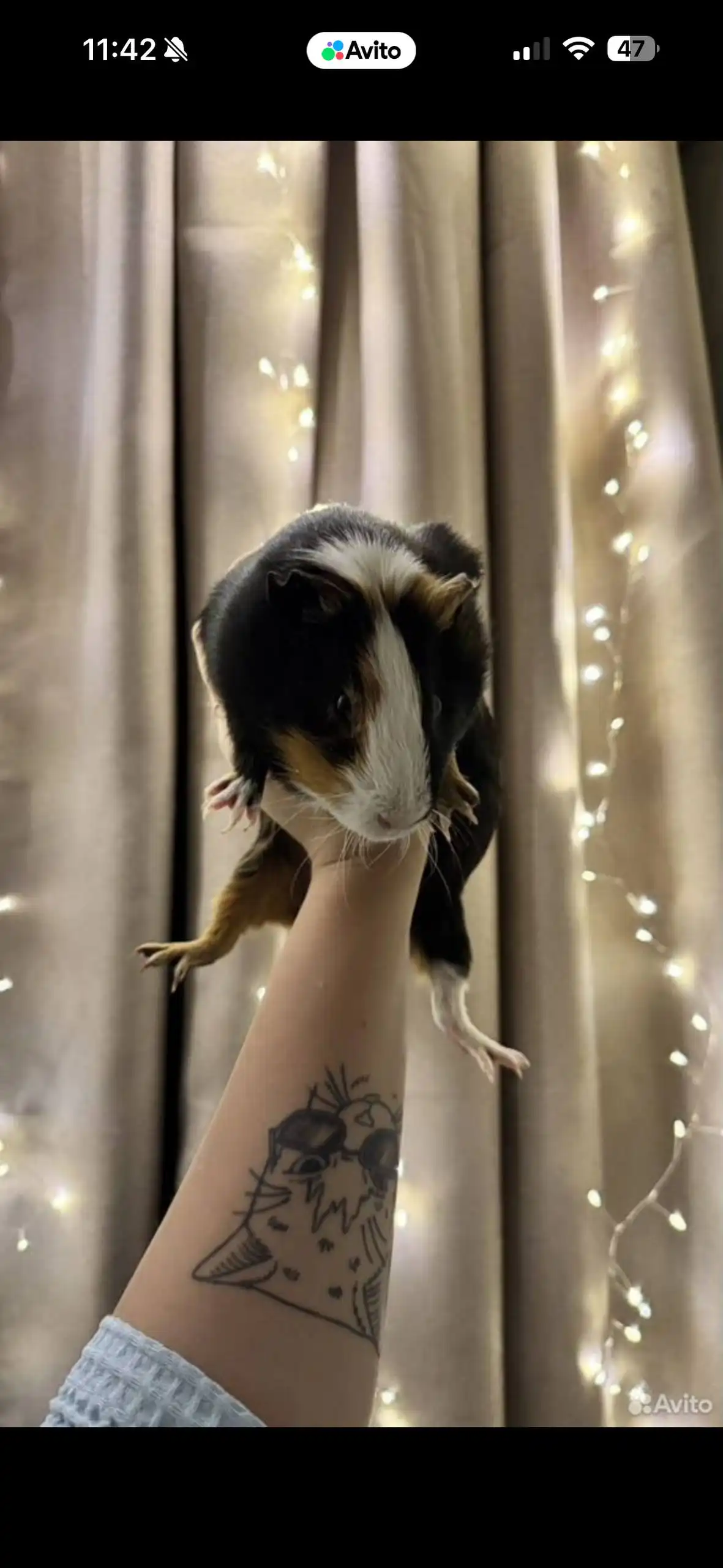 Продажа морских свинок - Морские свинки (Животные) в Москва