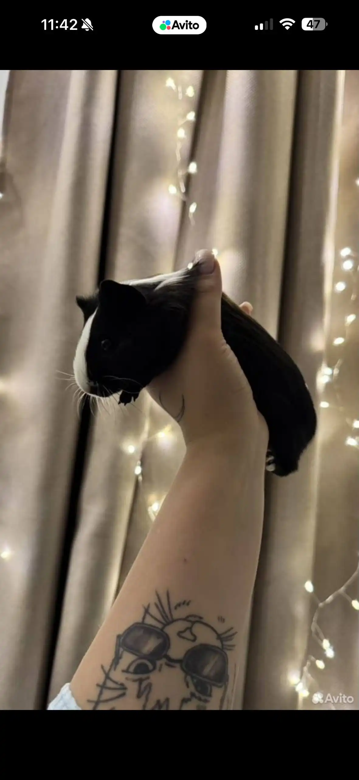 Продажа морских свинок - Морские свинки (Животные) в Москва