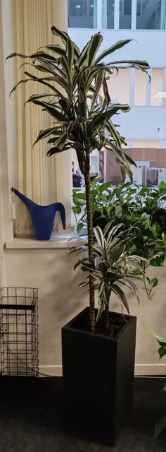 Продажа цветов с автополивом в кашпо Lechuza - Хобби и отдых в Москва