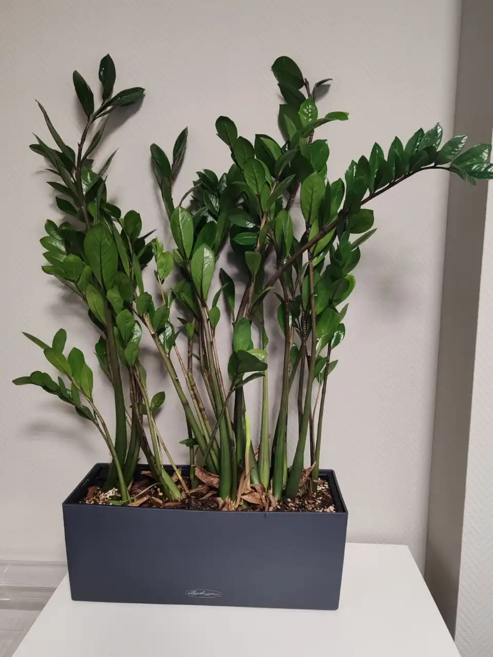 Продажа цветов с автополивом в кашпо Lechuza - Растения (Хобби и отдых) в Москва