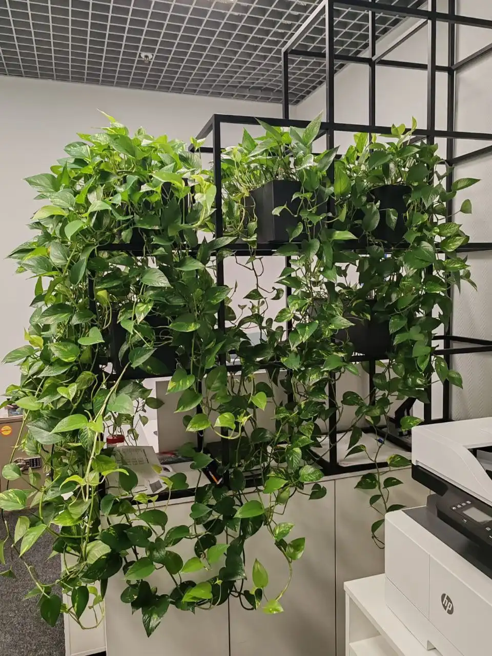 Продажа цветов с автополивом в кашпо Lechuza - Растения (Хобби и отдых) в Москва