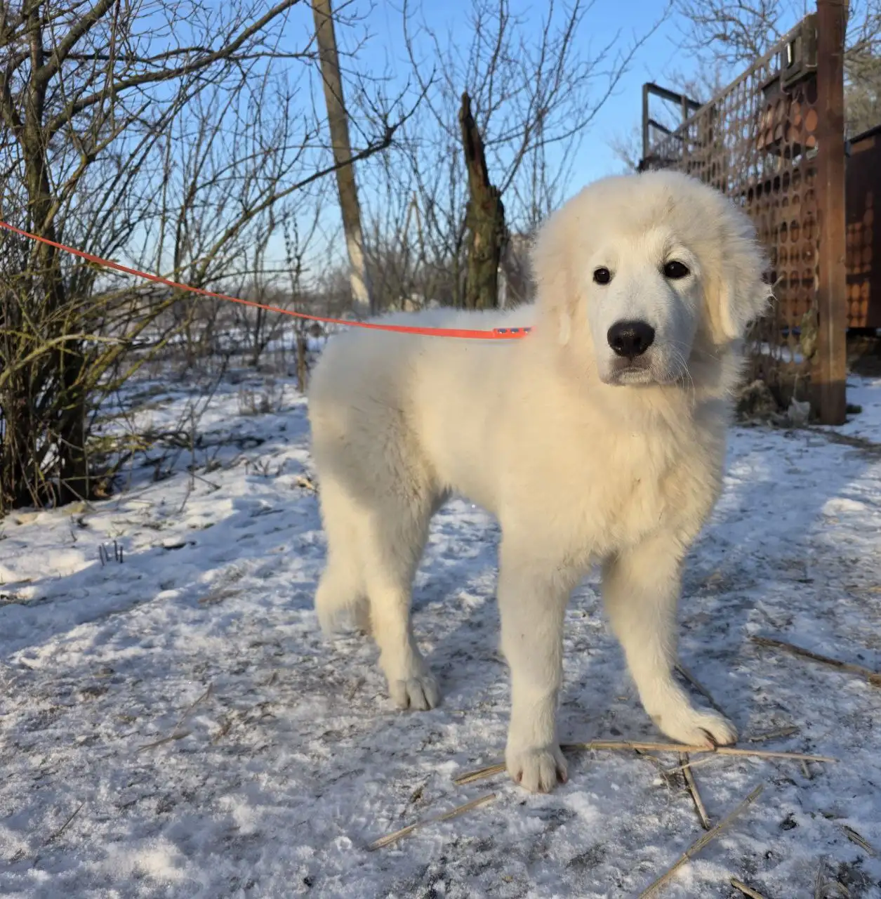 Мареммо-абруццкая овчарка: охранник и друг семьи - Собаки (Животные) в Москва