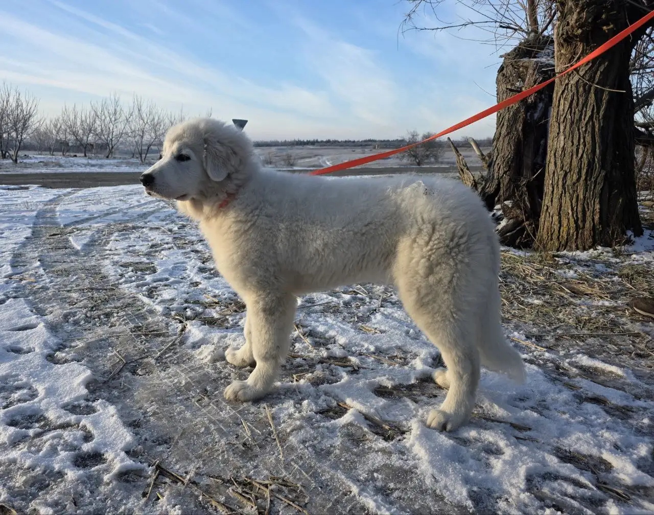 Мареммо-абруццкая овчарка: охранник и друг семьи - Собаки (Животные) в Москва