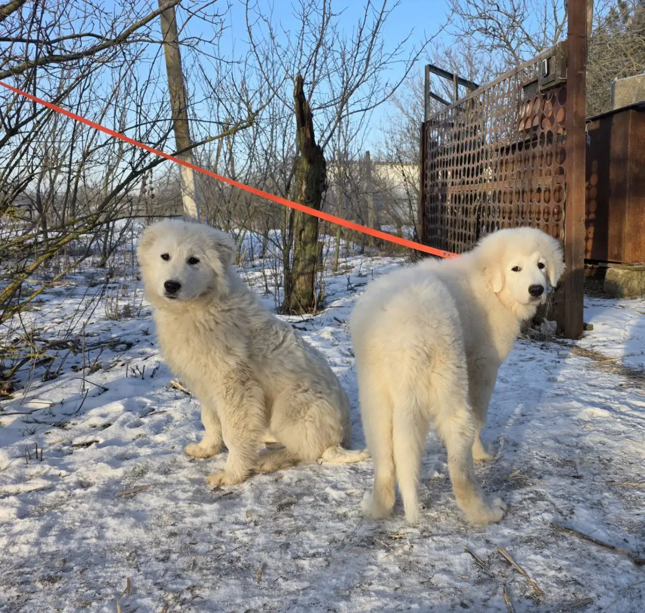 Мареммо-абруццкая овчарка: охранник и друг семьи - Собаки (Животные) в Москва
