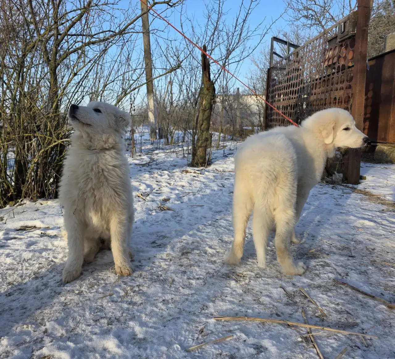 Мареммо-абруццкая овчарка: охранник и друг семьи - Собаки (Животные) в Москва