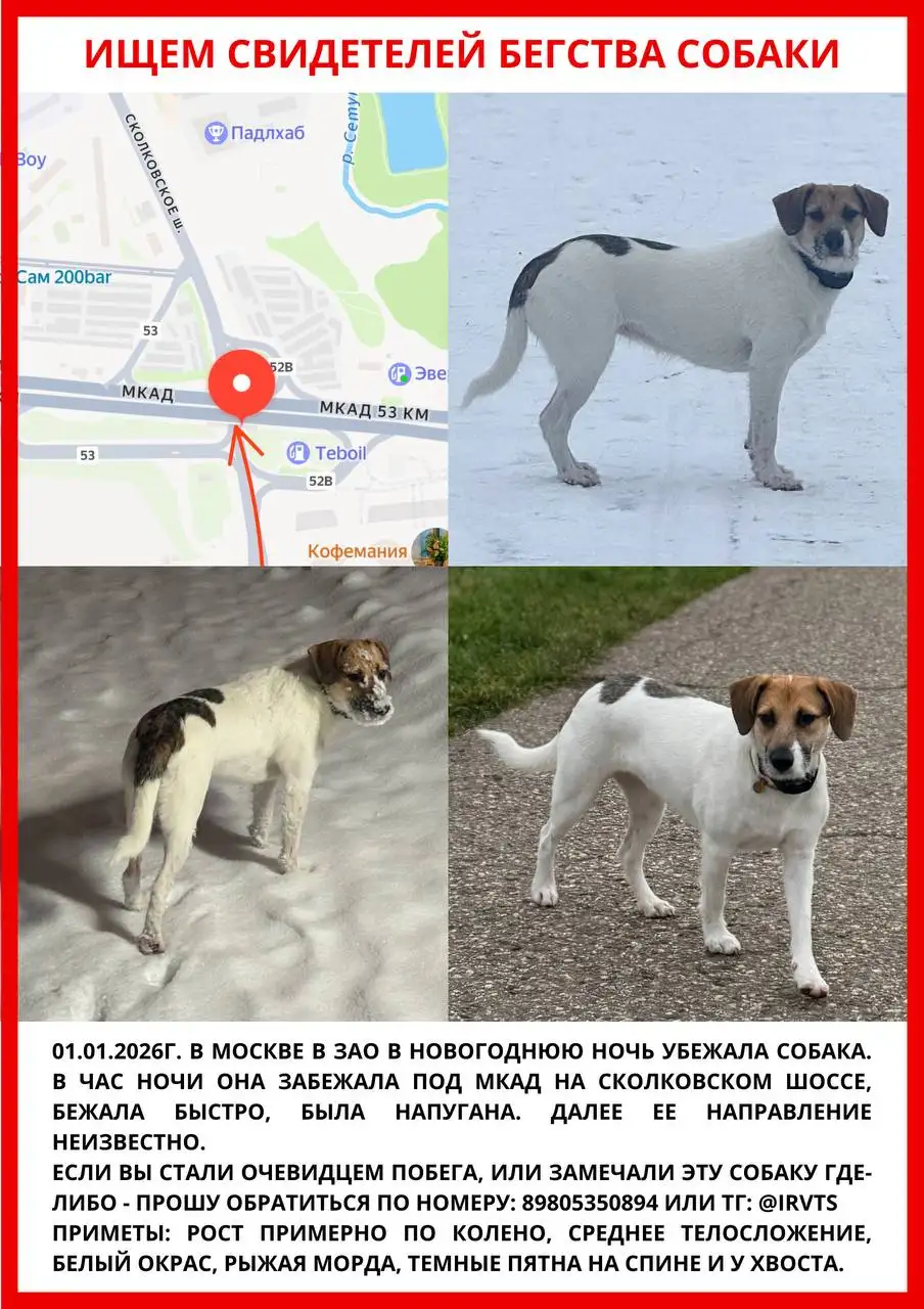 Разыскивается собака - Животные в Москва
