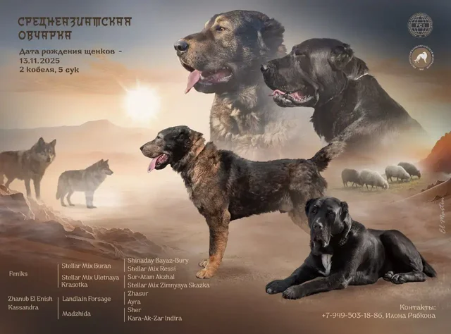 Среднеазиатские овчарки (САО) девочки для разведения и защиты - Животные в Донецк