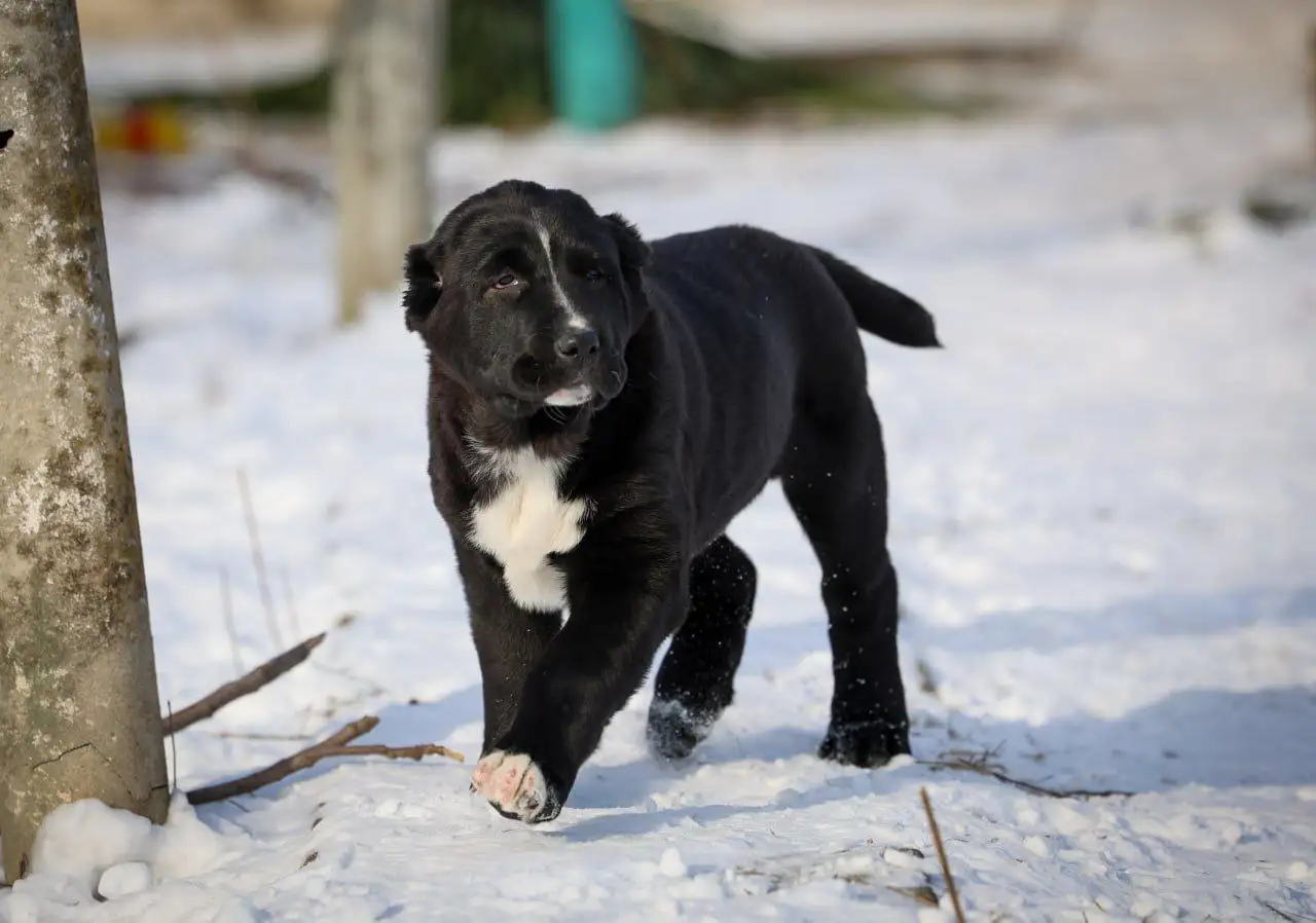 Среднеазиатские овчарки (САО) девочки для разведения и защиты - Собаки (Животные) в Донецк
