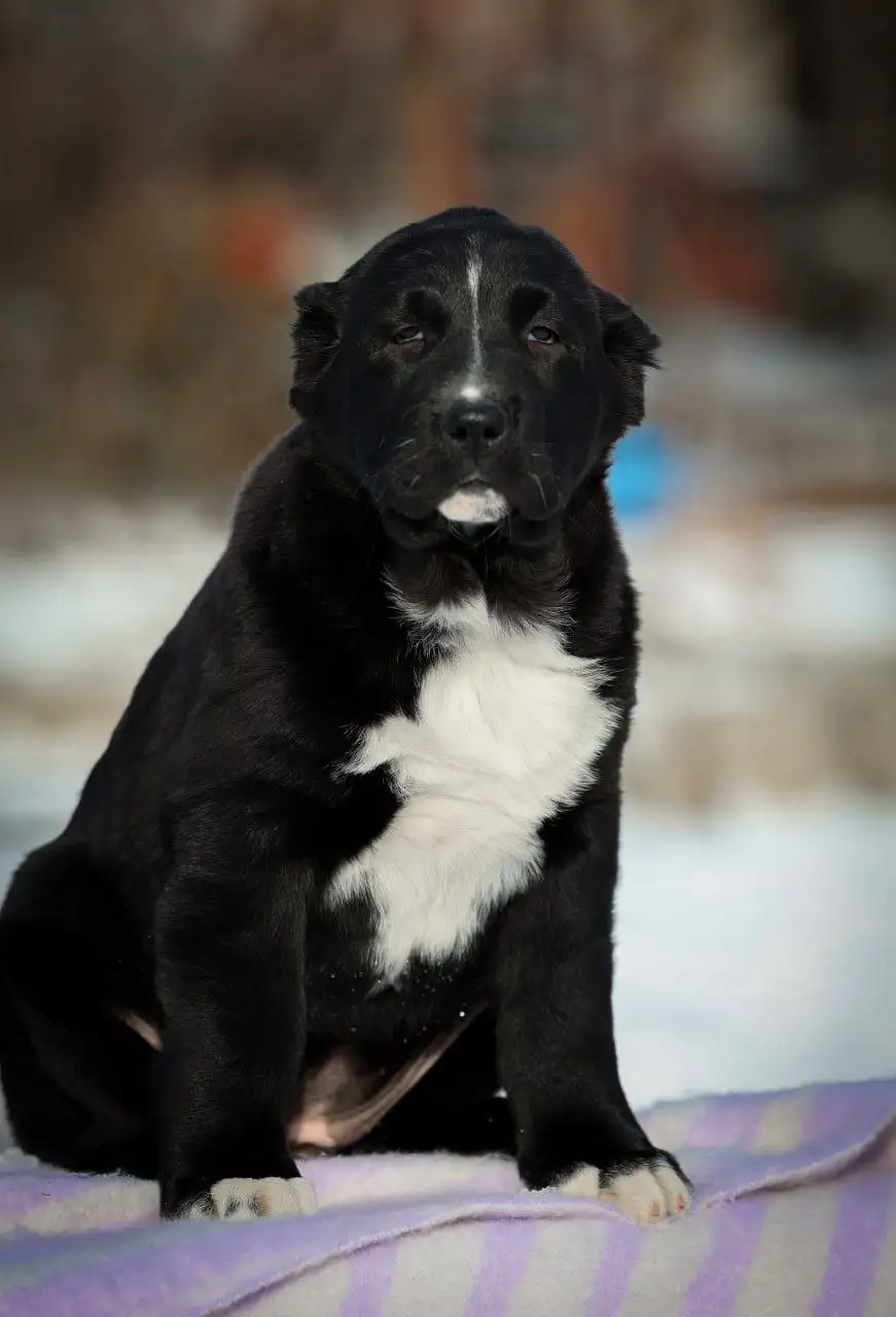 Среднеазиатские овчарки (САО) девочки для разведения и защиты - Собаки (Животные) в Донецк